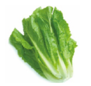 ロメインレタス